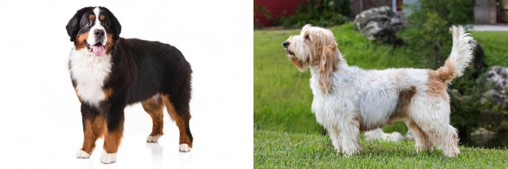 Grand Griffon Vendeen vs Bernese Mountain Dog - Breed Comparison