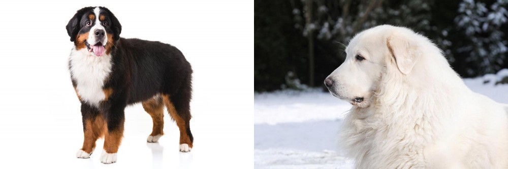 Great Pyrenees vs Bernese Mountain Dog - Breed Comparison