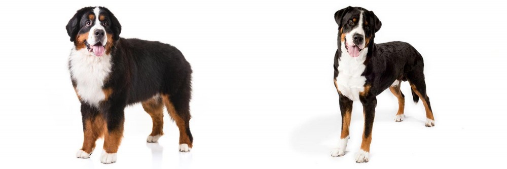 Greater Swiss Mountain Dog vs Bernese Mountain Dog - Breed Comparison
