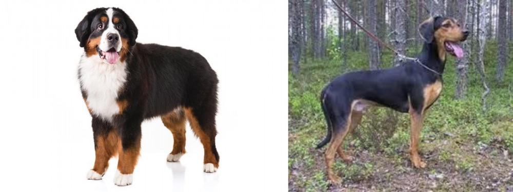 Greek Harehound vs Bernese Mountain Dog - Breed Comparison