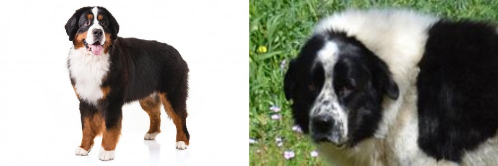 Greek Sheepdog vs Bernese Mountain Dog - Breed Comparison