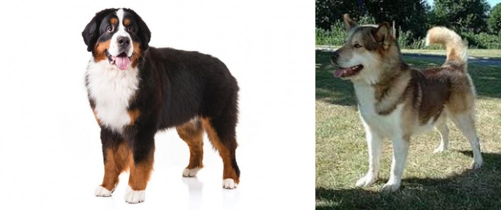Greenland Dog vs Bernese Mountain Dog - Breed Comparison