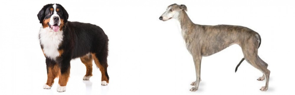 Greyhound vs Bernese Mountain Dog - Breed Comparison
