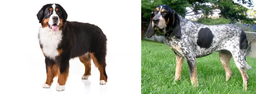 Griffon Bleu de Gascogne vs Bernese Mountain Dog - Breed Comparison