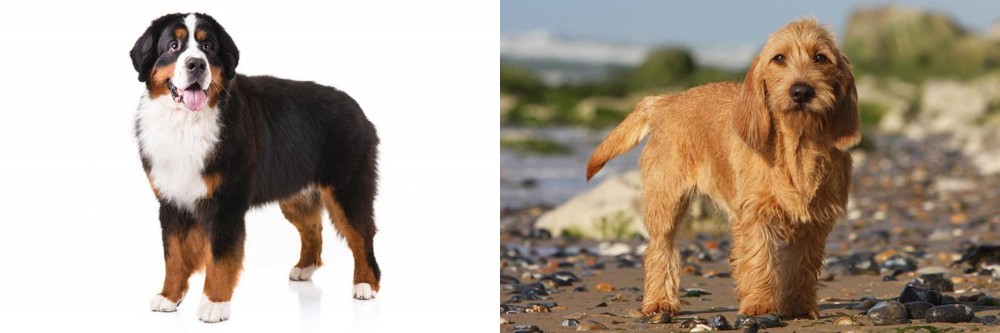 Griffon Fauve de Bretagne vs Bernese Mountain Dog - Breed Comparison