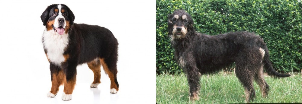 Griffon Nivernais vs Bernese Mountain Dog - Breed Comparison