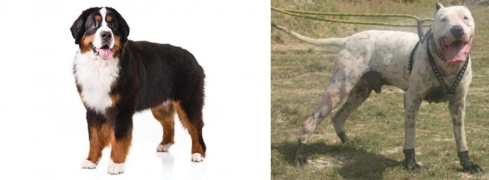 Gull Dong vs Bernese Mountain Dog - Breed Comparison