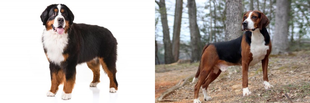 Hamiltonstovare vs Bernese Mountain Dog - Breed Comparison