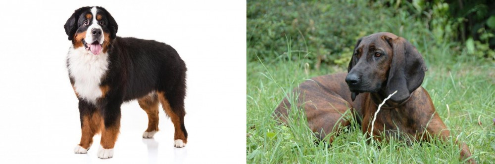 Hanover Hound vs Bernese Mountain Dog - Breed Comparison