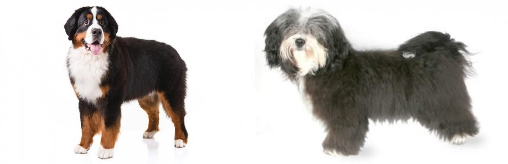 Havanese vs Bernese Mountain Dog - Breed Comparison
