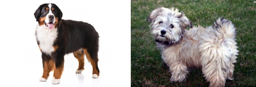 Havapoo vs Bernese Mountain Dog - Breed Comparison