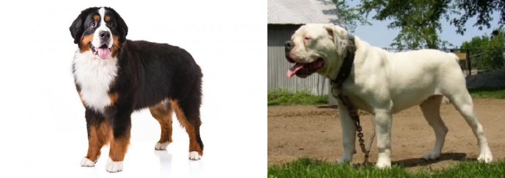 Hermes Bulldogge vs Bernese Mountain Dog - Breed Comparison