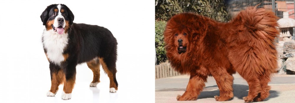 Himalayan Mastiff vs Bernese Mountain Dog - Breed Comparison