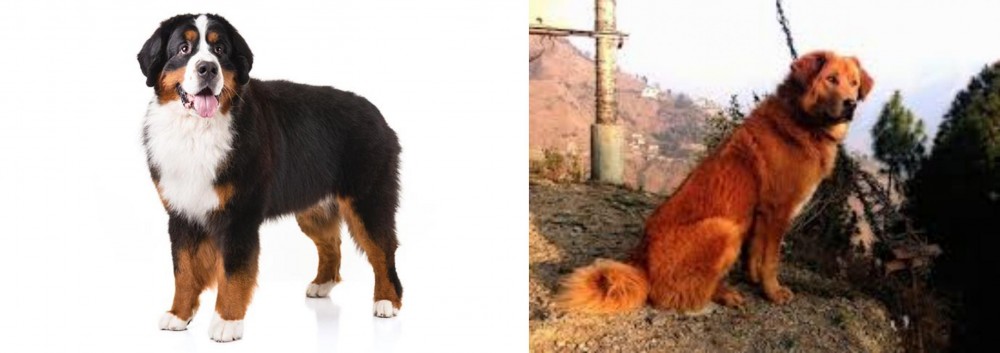 Himalayan Sheepdog vs Bernese Mountain Dog - Breed Comparison
