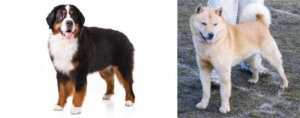 Hokkaido vs Bernese Mountain Dog - Breed Comparison