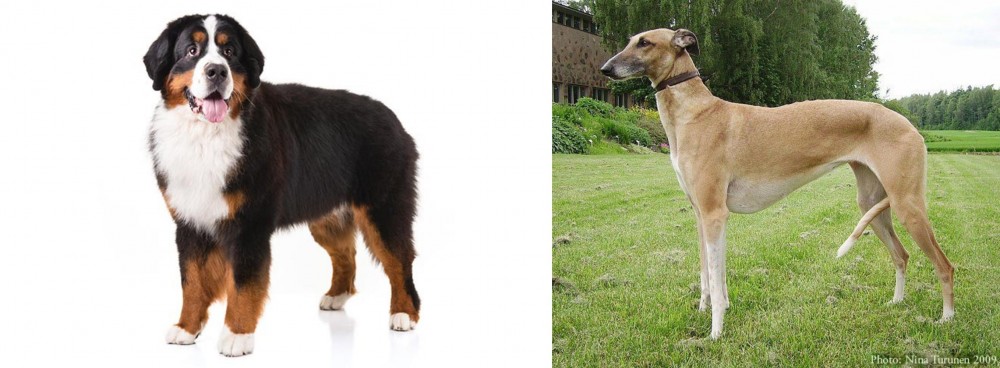 Hortaya Borzaya vs Bernese Mountain Dog - Breed Comparison