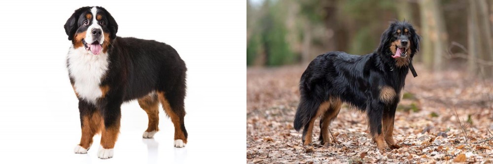 Hovawart vs Bernese Mountain Dog - Breed Comparison