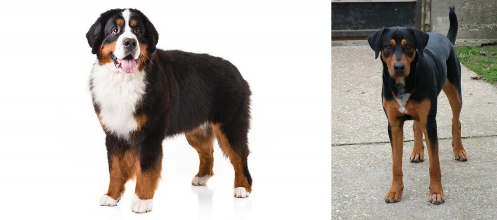 Hungarian Hound vs Bernese Mountain Dog - Breed Comparison