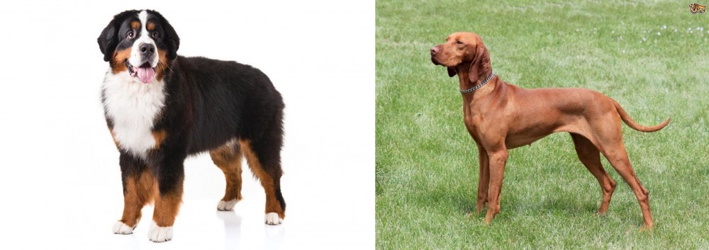 Hungarian Vizsla vs Bernese Mountain Dog - Breed Comparison