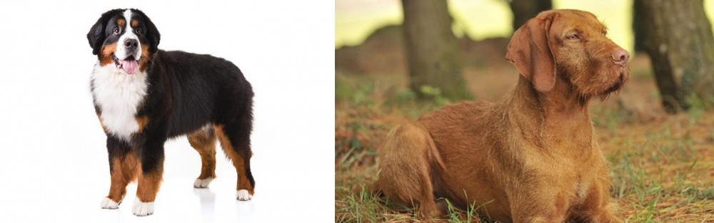 Hungarian Wirehaired Vizsla vs Bernese Mountain Dog - Breed Comparison