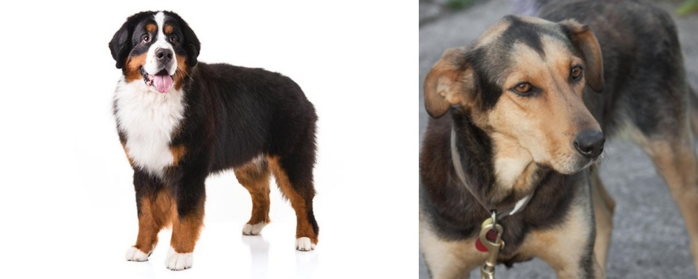 Huntaway vs Bernese Mountain Dog - Breed Comparison