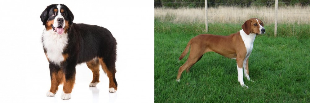 Hygenhund vs Bernese Mountain Dog - Breed Comparison