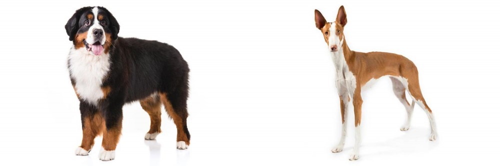 Ibizan Hound vs Bernese Mountain Dog - Breed Comparison