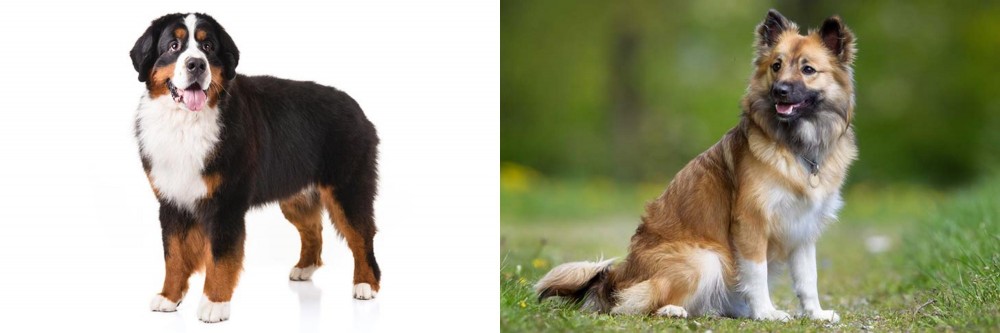 Icelandic Sheepdog vs Bernese Mountain Dog - Breed Comparison