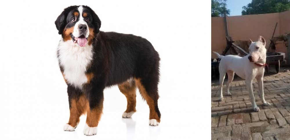 Indian Bull Terrier vs Bernese Mountain Dog - Breed Comparison