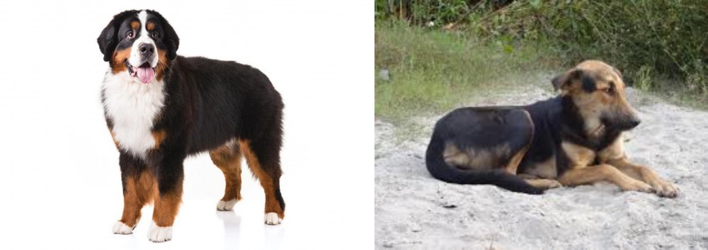 Indian Pariah Dog vs Bernese Mountain Dog - Breed Comparison