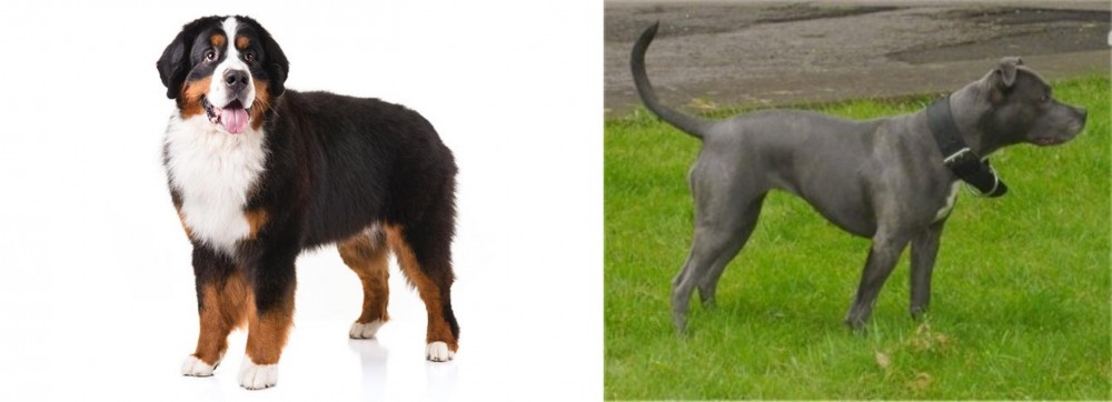 Irish Bull Terrier vs Bernese Mountain Dog - Breed Comparison