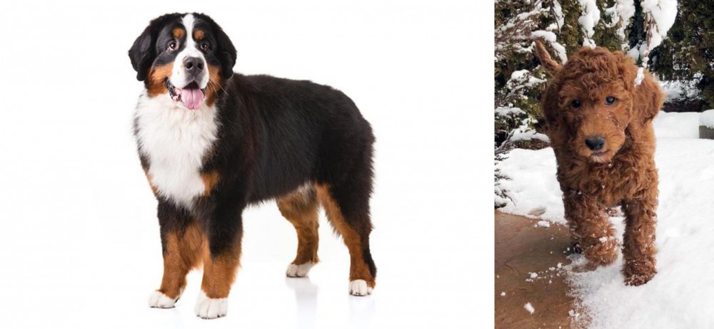 Irish Doodles vs Bernese Mountain Dog - Breed Comparison