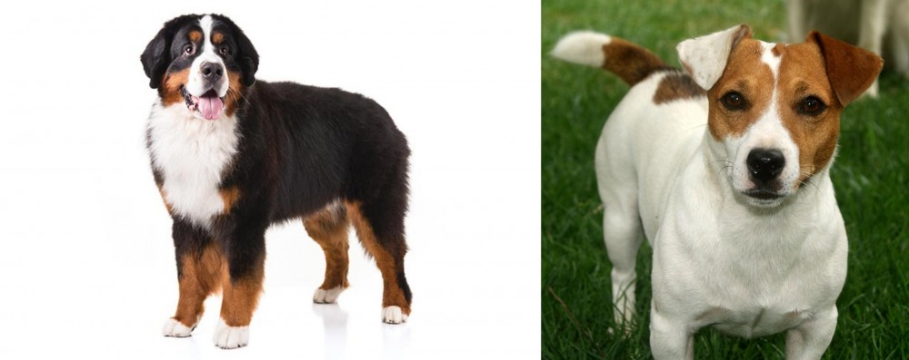 Irish Jack Russell vs Bernese Mountain Dog - Breed Comparison