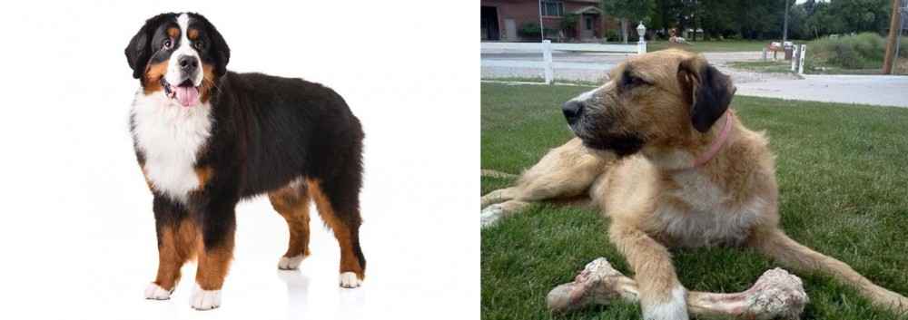 Irish Mastiff Hound vs Bernese Mountain Dog - Breed Comparison