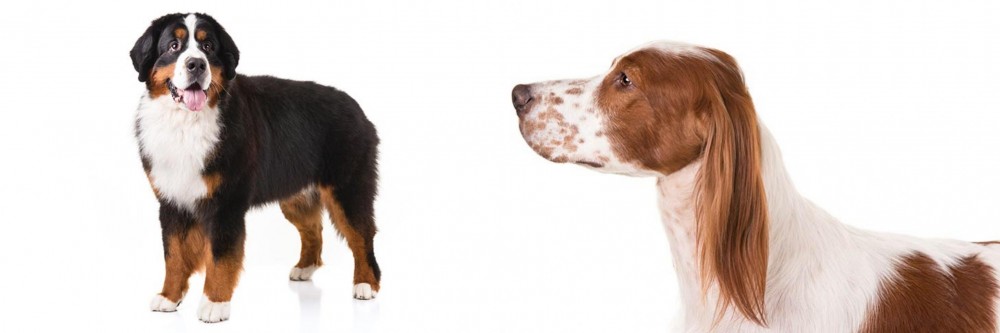Irish Red and White Setter vs Bernese Mountain Dog - Breed Comparison