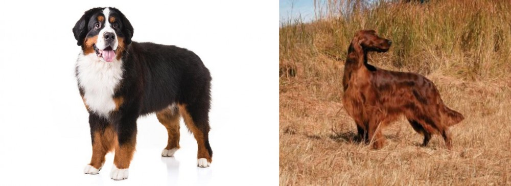 Irish Setter vs Bernese Mountain Dog - Breed Comparison