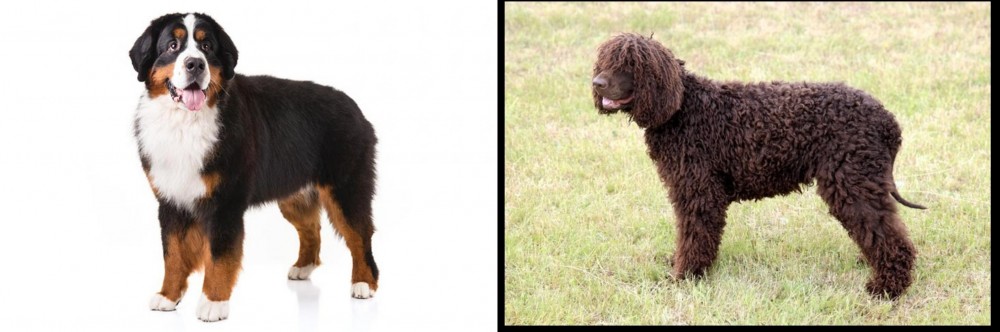 Irish Water Spaniel vs Bernese Mountain Dog - Breed Comparison