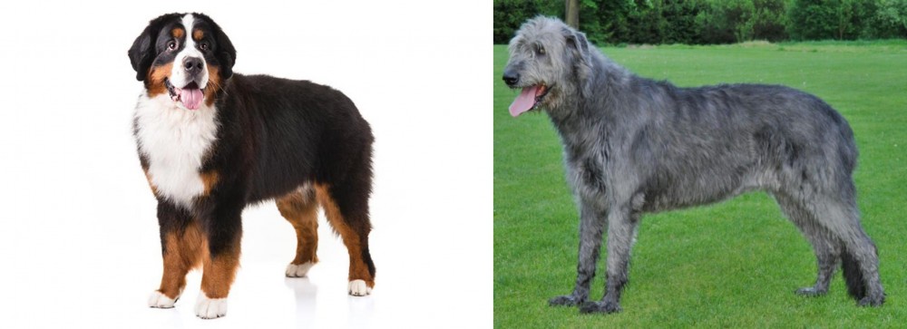 Irish Wolfhound vs Bernese Mountain Dog - Breed Comparison