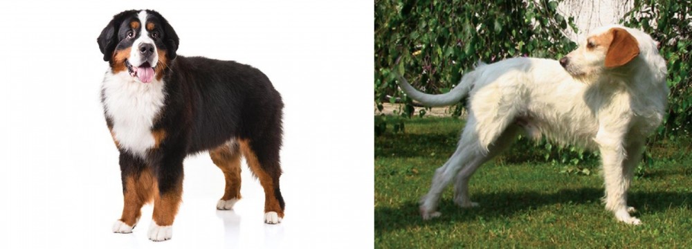 Istarski Ostrodlaki Gonic vs Bernese Mountain Dog - Breed Comparison