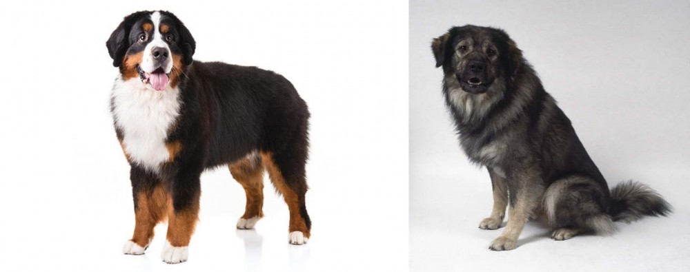 Istrian Sheepdog vs Bernese Mountain Dog - Breed Comparison