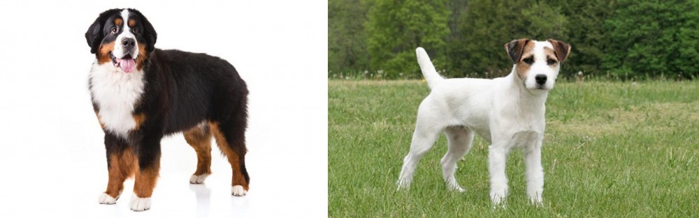 Jack Russell Terrier vs Bernese Mountain Dog - Breed Comparison