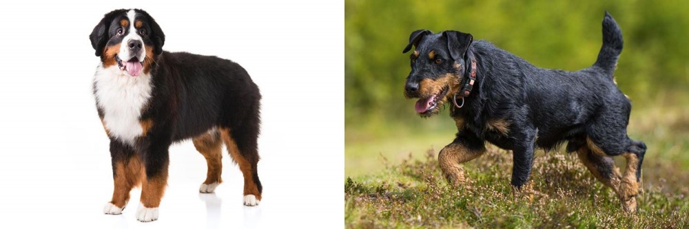 Jagdterrier vs Bernese Mountain Dog - Breed Comparison