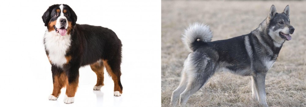 Jamthund vs Bernese Mountain Dog - Breed Comparison