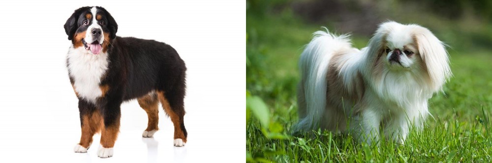 Japanese Chin vs Bernese Mountain Dog - Breed Comparison