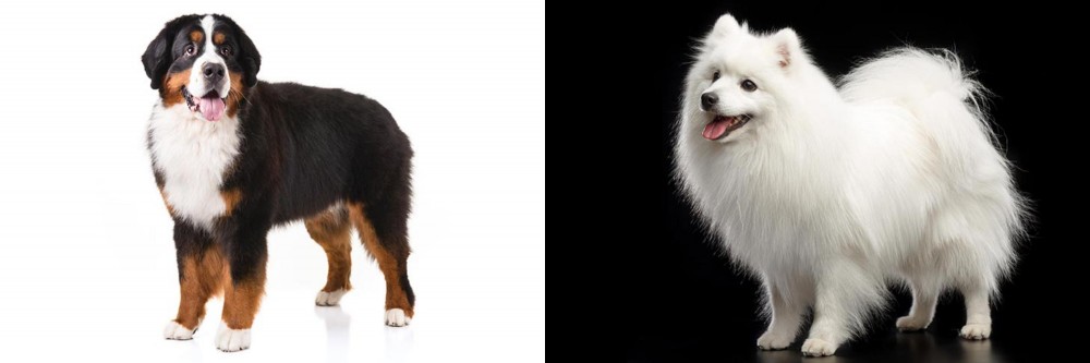 Japanese Spitz vs Bernese Mountain Dog - Breed Comparison