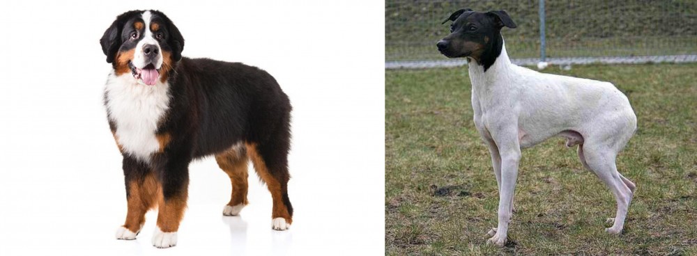 Japanese Terrier vs Bernese Mountain Dog - Breed Comparison