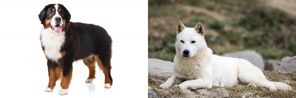 Jindo vs Bernese Mountain Dog - Breed Comparison