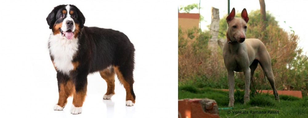 Jonangi vs Bernese Mountain Dog - Breed Comparison