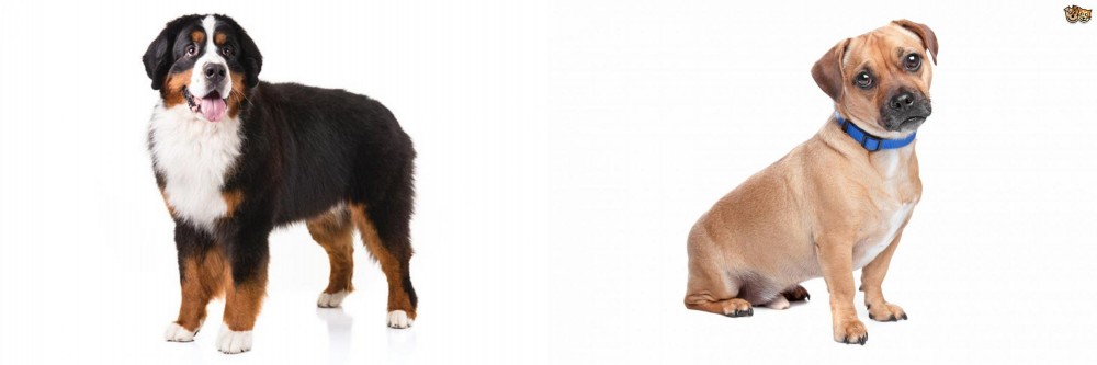 Jug vs Bernese Mountain Dog - Breed Comparison