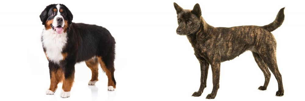 Kai Ken vs Bernese Mountain Dog - Breed Comparison